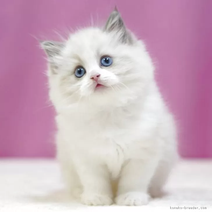 ID:2507-00579の子猫