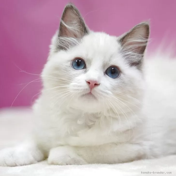 ラグドール【埼玉県・男の子・2025年7月18日・ブルーポイントバイカラー】の写真1