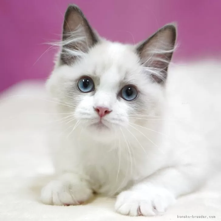 ID：2508-03297の子猫