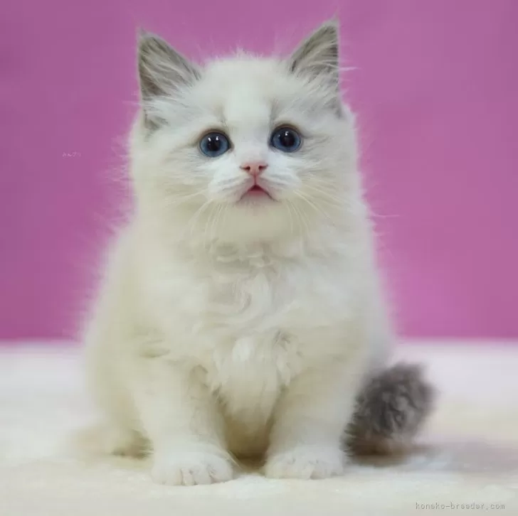 ID:2501-00776の子猫
