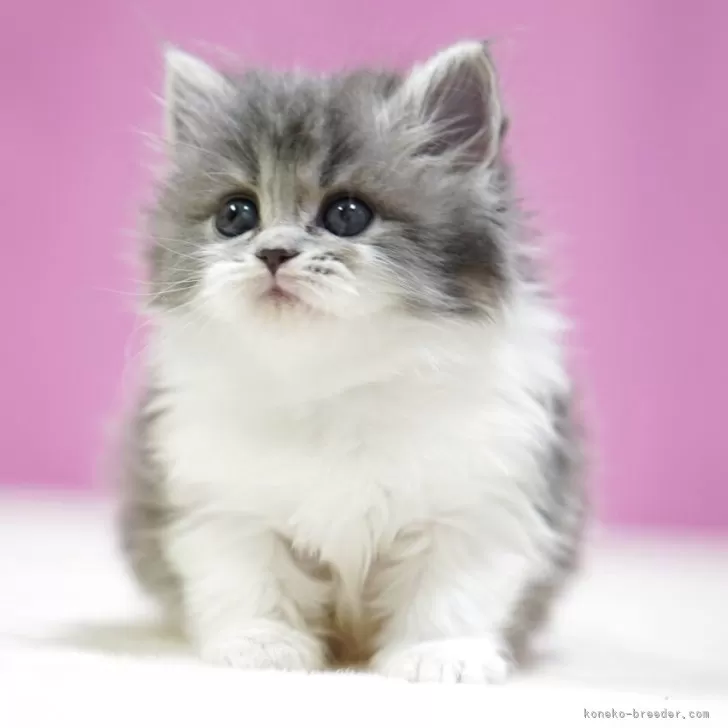 スコティッシュストレート【埼玉県・女の子・2025年11月1日・ブルータビーホワイト】の写真1