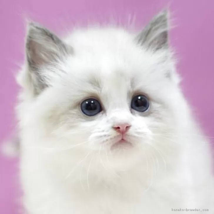Y.H 様のお迎えした子猫