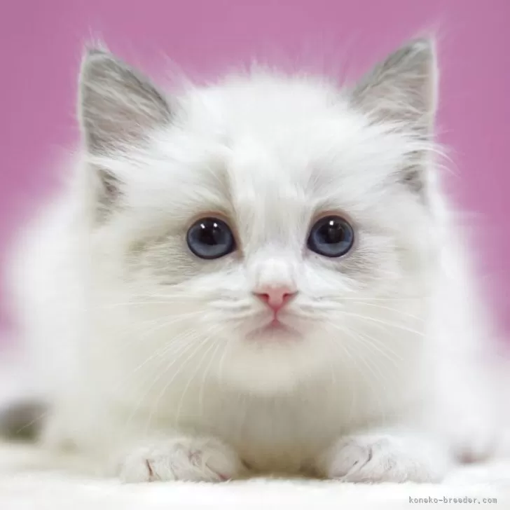 ラグドール【埼玉県・男の子・2025年10月17日・ブルーポイントバイカラー】の写真1