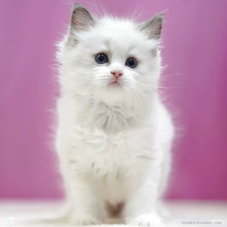 A.F 様のお迎えした子猫
