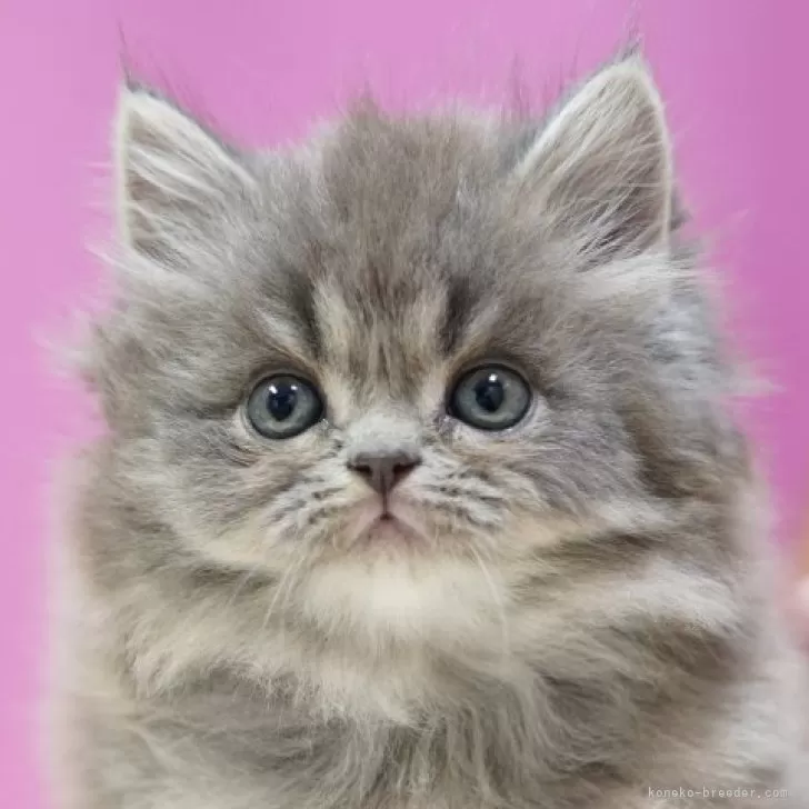 ID:2412-01654の子猫