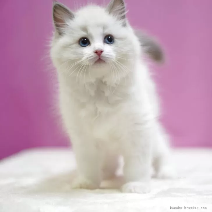 もも 様のお迎えした子猫