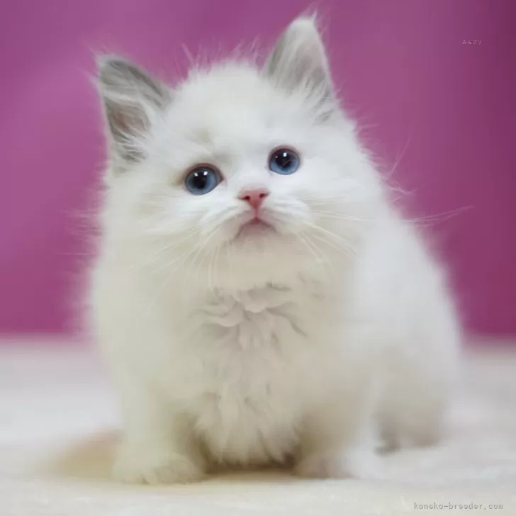 月代 様のお迎えした子猫