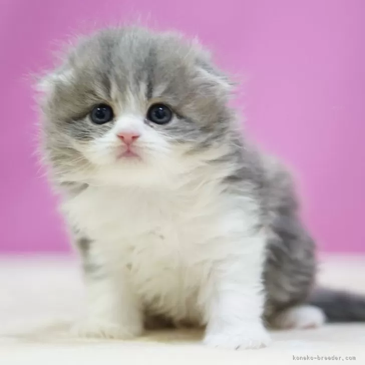 ID:2501-00783の子猫