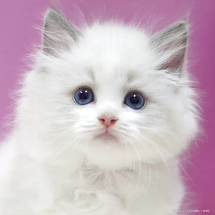 K.K 様のお迎えした子猫