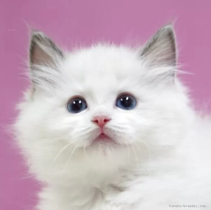 T.K 様のお迎えした子猫
