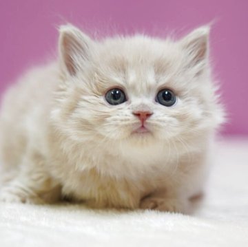 スコティッシュストレート【埼玉県・男の子・2025年11月1日・クリームタビーホワイト】の写真「⭐️かわいい男の子⭐️」