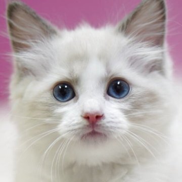 ラグドール【埼玉県・男の子・2025年10月6日・ブルーポイントバイカラー】の写真「👑埼玉県お客様評価 第1位獲得👑」