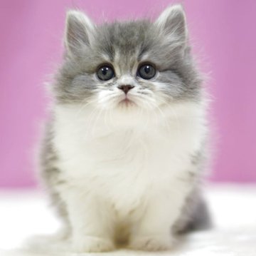 スコティッシュストレート【埼玉県・女の子・2025年11月1日・ブルータビーホワイト】の写真「もこもこふわふわ、まるっと可愛い子猫です✨」