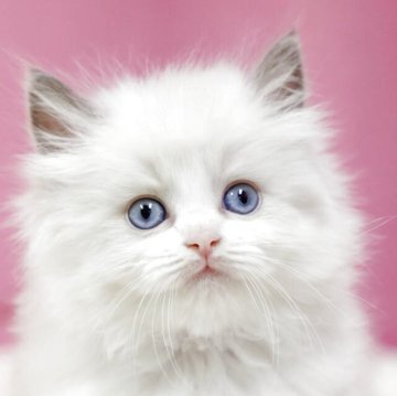 ラグドール【埼玉県・男の子・2025年7月28日・ブルーポイントバイカラー】の写真「⭐️当日見学OK⭐️」