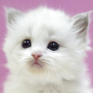 ラグドール【埼玉県・女の子・2025年10月17日・ブルーポイントバイカラー】の写真「⭐️可愛い女の子⭐️」