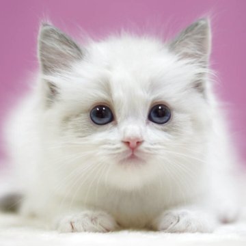 ラグドール【埼玉県・男の子・2025年10月17日・ブルーポイントバイカラー】の写真「👑埼玉県お客様評価 第1位獲得👑」