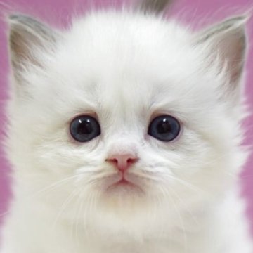 ラグドール【埼玉県・男の子・2025年10月17日・ブルーポイントバイカラー】の写真「⭐️可愛い男の子⭐️」