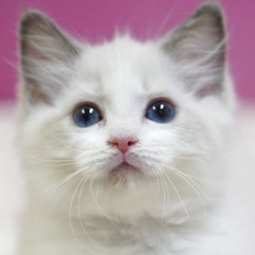 ラグドール【埼玉県・女の子・2025年10月6日・ブルーポイントバイカラー】の写真「👑埼玉県お客様評価 第1位獲得👑」