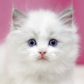 ラグドール【埼玉県・男の子・2025年7月28日・ブルーポイントバイカラー】の写真「⭐️当日見学OK⭐️」