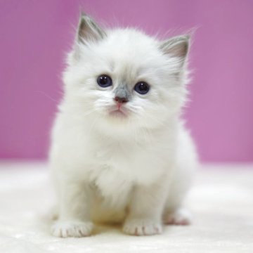 ラグドール【埼玉県・女の子・2025年10月6日・ブルーポイント】の写真「⭐️可愛い女の子⭐️」