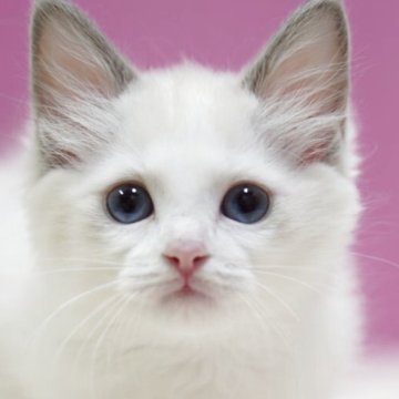 ラグドール【埼玉県・女の子・2026年3月18日・ブルーポイントバイカラー】の写真「かわいい女の子🐱🎀」