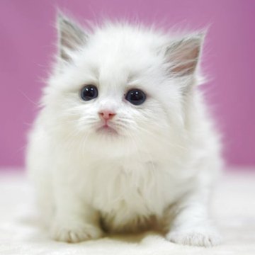 ラグドール【埼玉県・女の子・2025年11月9日・ブルーポイントバイカラー】の写真「♡ 涙が出るほど可愛いラグドール👶🐱」