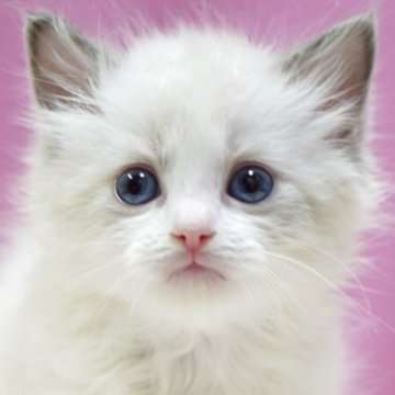 ラグドール【埼玉県・男の子・2025年10月6日・ブルーポイントバイカラー】の写真「⭐️可愛い男の子⭐️」