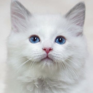 ラグドール【埼玉県・男の子・2025年10月6日・ブルーポイントバイカラー】の写真「👑埼玉県お客様評価 第1位獲得👑」