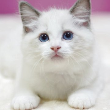 ラグドール【埼玉県・男の子・2025年10月6日・ブルーポイントバイカラー】の写真「👑埼玉県お客様評価 第1位獲得👑」