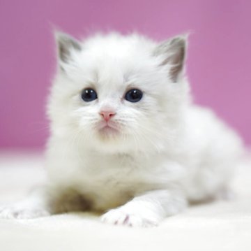 ラグドール【埼玉県・女の子・2025年10月6日・ブルーポイントバイカラー】の写真「⭐️可愛い女の子⭐️」