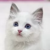 ラグドール【埼玉県・女の子・2025年5月28日・ブルーポイントバイカラー】の写真1