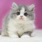 スコティッシュストレート