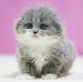 スコティッシュフォールド(折れ耳)