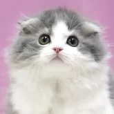 スコティッシュフォールド(折れ耳)