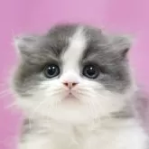 スコティッシュフォールド(折れ耳)