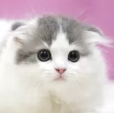 スコティッシュフォールド(折れ耳)