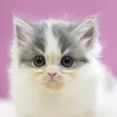 スコティッシュフォールド(立ち耳)