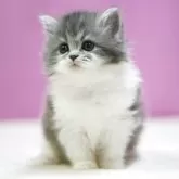 スコティッシュストレート【埼玉県・女の子・2025年11月1日・ブルータビーホワイト】の写真2