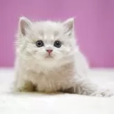 スコティッシュストレート【埼玉県・男の子・2025年11月1日・クリームタビーホワイト】の写真2