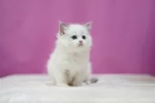 ラグドール【埼玉県・女の子・2024年12月31日・ブルーポイントバイカラー】の写真2