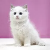 ラグドール【埼玉県・男の子・2025年5月28日・ブルーポイントバイカラー】の写真2