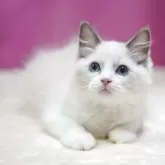 ラグドール【埼玉県・男の子・2025年7月18日・ブルーポイントバイカラー】の写真2