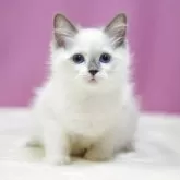 ラグドール【埼玉県・女の子・2025年9月3日・ブルーポイント】の写真3