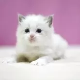 ラグドール【埼玉県・女の子・2025年10月6日・ブルーポイントバイカラー】の写真3