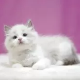 ラグドール【埼玉県・女の子・2025年4月4日・ブルーポイントバイカラー】の写真3