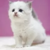 ラグドール【埼玉県・男の子・2025年10月17日・ブルーポイントバイカラー】の写真3