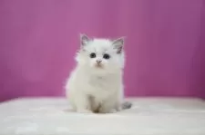 ラグドール【埼玉県・女の子・2024年12月31日・ブルーポイントバイカラー】の写真3