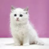 ラグドール【埼玉県・男の子・2025年5月28日・ブルーポイントバイカラー】の写真4