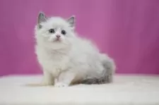 ラグドール【埼玉県・男の子・2024年12月31日・ブルーポイントバイカラー】の写真5