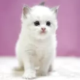 ラグドール【埼玉県・男の子・2025年10月17日・ブルーポイントバイカラー】の写真5